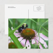 Carte Postale Abeille sur fleur conique (Devant / Derrière)