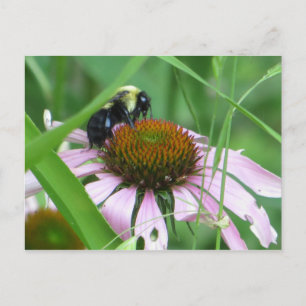 Carte Postale Abeille sur fleur conique