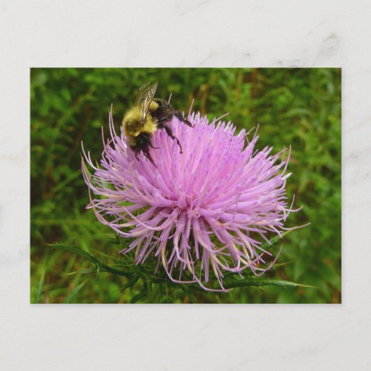 Carte Postale Abeille sur Fleur de Chardon Nature (Devant)