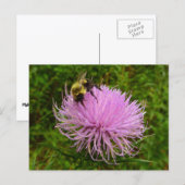 Carte Postale Abeille sur Fleur de Chardon Nature (Devant / Derrière)