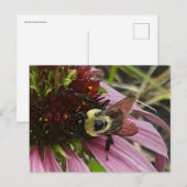 Carte Postale Abeille sur la fleur (Devant / Derrière)