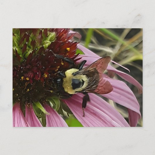 Carte Postale Abeille sur la fleur (Devant)