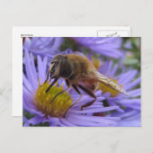 Carte Postale Abeille sur la fleur (Devant / Derrière)