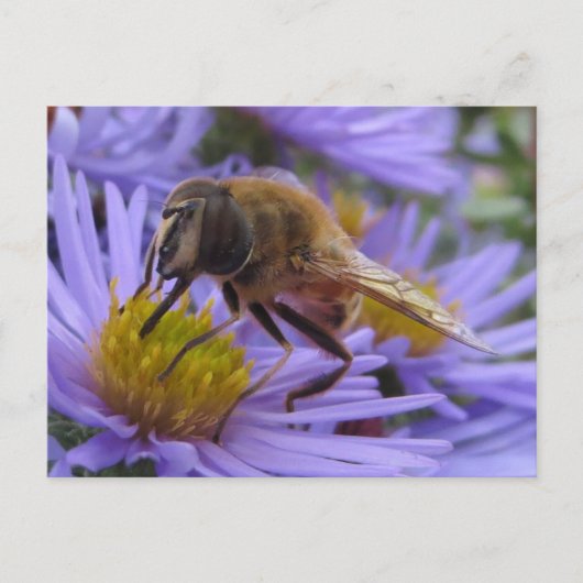Carte Postale Abeille sur la fleur (Devant)