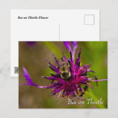 Carte Postale Abeille sur la fleur de chardon violet (Devant / Derrière)