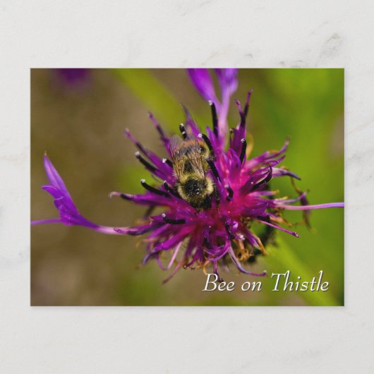 Carte Postale Abeille sur la fleur de chardon violet (Devant)