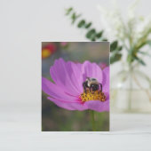 Carte Postale Abeille Sur La Fleur De Cosmos Rose (Debout devant)