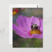 Carte Postale Abeille Sur La Fleur De Cosmos Rose (Devant / Derrière)