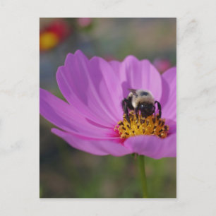 Carte Postale Abeille Sur La Fleur De Cosmos Rose