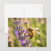 Carte Postale Abeille sur lavande (Devant / Derrière)