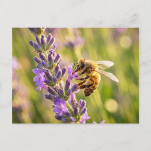 Carte Postale Abeille sur lavande
