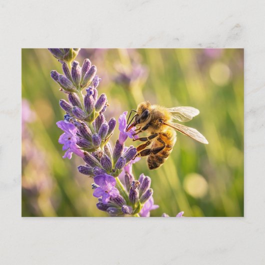 Carte Postale Abeille sur lavande (Devant)