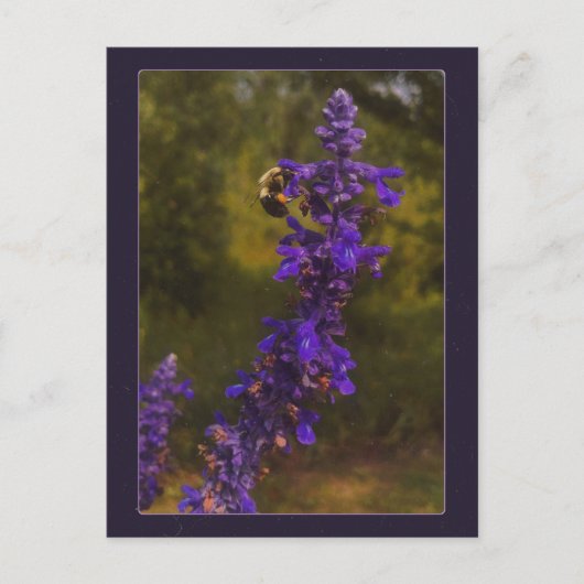 Carte Postale abeille sur lavande (Devant)