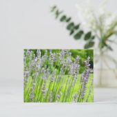Carte Postale Abeille sur Lavender Summer Floral (Debout devant)