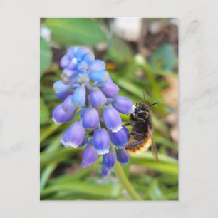 Carte Postale Abeille sur Muscari Armeniacum, Grape Hyacinth