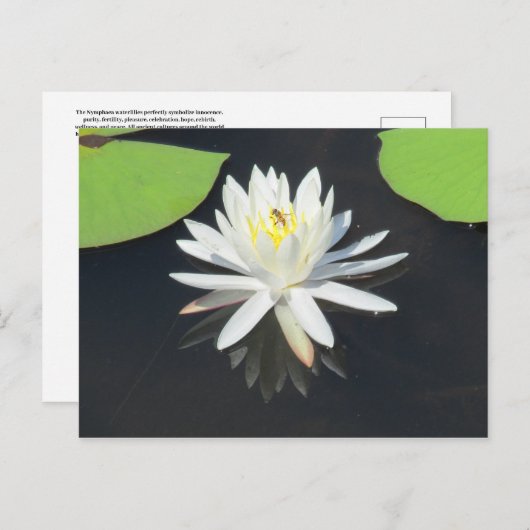 Carte postale Abeille sur nénuphar (Devant / Derrière)