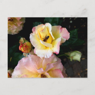 Carte Postale Abeille sur roses fleurs roses jaunes