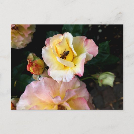 Carte Postale Abeille sur roses rose jaune Fleurs (Devant)