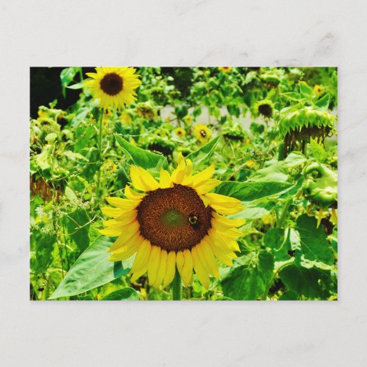 Carte Postale Abeille sur tournesol jaune (Devant)