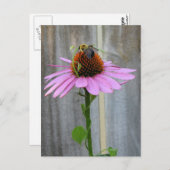 Carte Postale Abeille sur un confleur pourpre (Devant / Derrière)