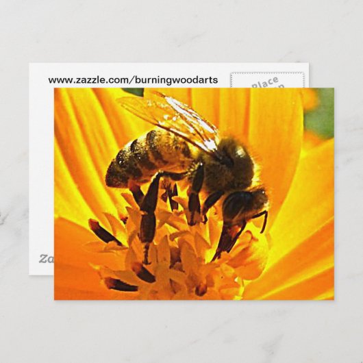 Carte Postale Abeille sur une fleur (Devant / Derrière)
