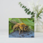 Carte Postale Abeille sur une pierre (Debout devant)