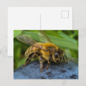 Carte Postale Abeille sur une pierre (Devant / Derrière)