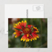 Carte Postale Abeille verte (Devant / Derrière)