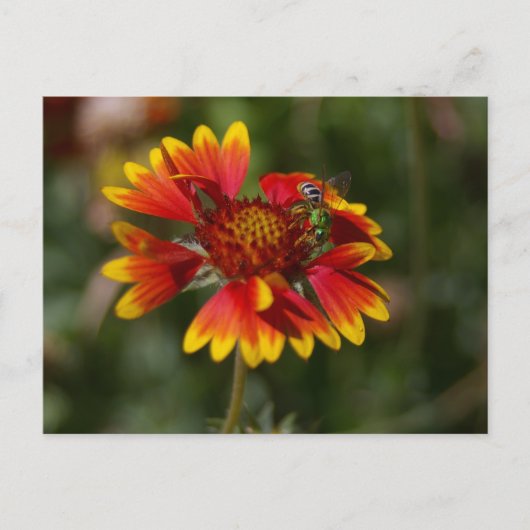 Carte Postale Abeille verte (Devant)