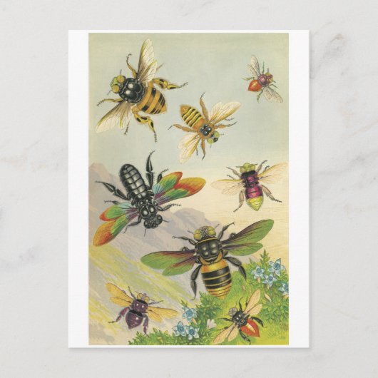 Carte Postale Abeilles (Devant)