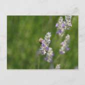 Carte Postale Abeilles (Devant)