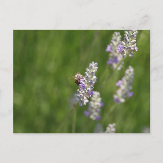 Carte Postale Abeilles (Devant)