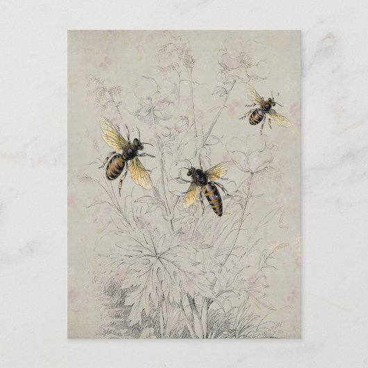 Carte Postale Abeilles (Devant)