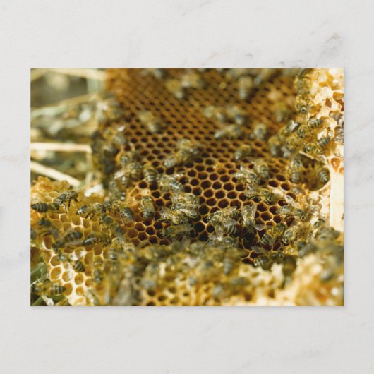 Carte Postale Abeilles Dans La Ruche, Cap Occidental, Afrique Du (Devant)