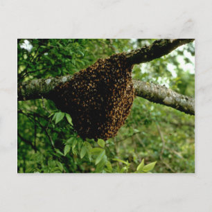 Carte Postale Abeilles de miel