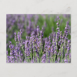 Carte Postale Abeilles de miel sur les fleurs de lavande