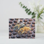 Carte Postale Abeilles de nid d'abeille (Debout devant)