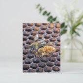 Carte Postale Abeilles de nid d'abeilles (Debout devant)