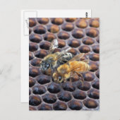Carte Postale Abeilles de nid d'abeilles (Devant / Derrière)