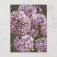 Abeilles d'été 2014