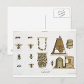 Carte Postale Abeilles et apiculture, de "The Young Landsman", p (Devant / Derrière)