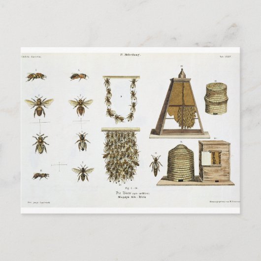 Carte Postale Abeilles et apiculture, de "The Young Landsman", p (Devant)
