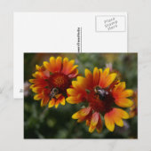 Carte postale Abeilles et fleurs orange (Devant / Derrière)