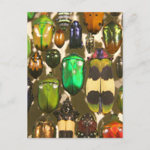 Carte Postale Abeilles, insectes et insectes