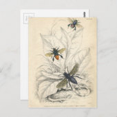 Carte Postale Abeilles vintages (Devant / Derrière)