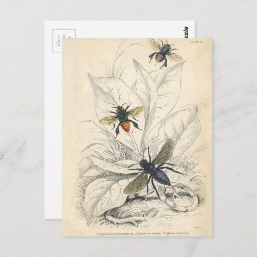 Carte Postale Abeilles vintages (Devant / Derrière)