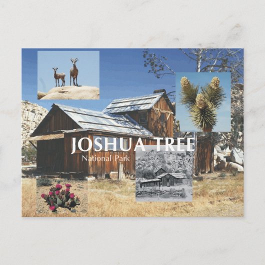Carte Postale ABH Joshua Tree (Devant)