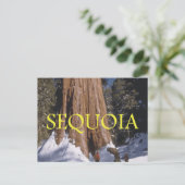 Carte Postale ABH Sequoia (Debout devant)