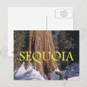 Carte Postale ABH Sequoia (Devant / Derrière)