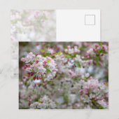 Carte Postale Abondance De Fleurs (Devant / Derrière)